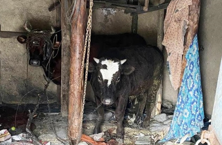 В Запорожской области у пенсионера украли корову с теленком (фото)