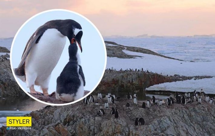 Украинские полярники показали детенышей пингвинов: милые фото и видео