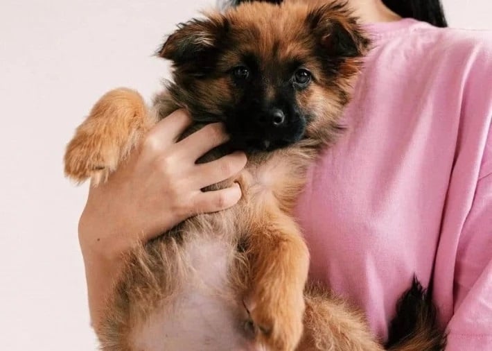 Волонтеры из Днепра разыскали выброшенного трехлапого щенка (фото)