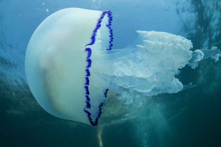Блогер показал море в Кирилловке зимой и рассказал откуда здесь медузы (видео)