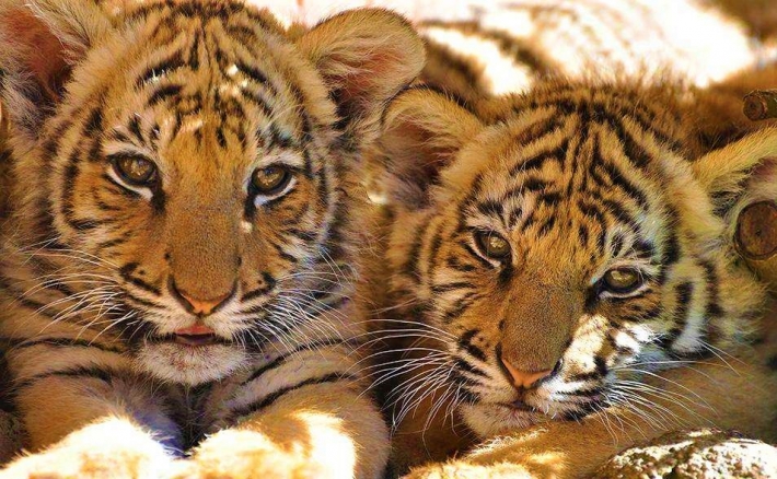 В Мелитополе в зоопарке показали подросших тигрят (видео)