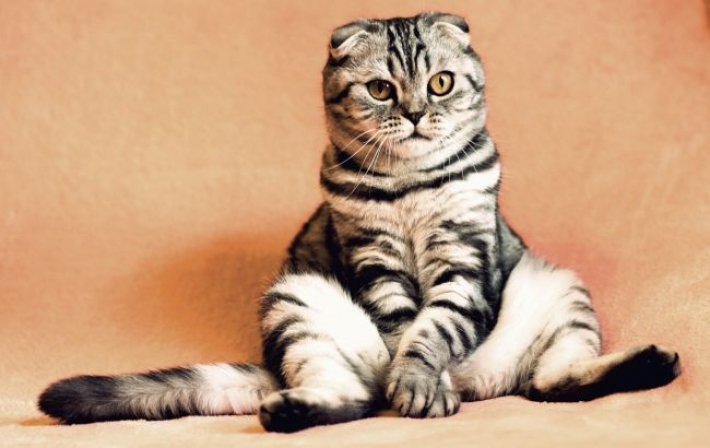 Не игнорируйте сигналы кошек об опасности: как понять животных