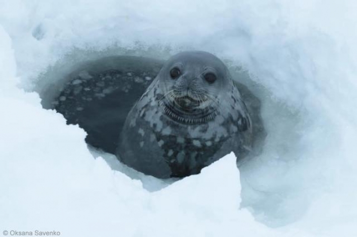 На украинской антарктической станции записали "пение" тюленей, видео