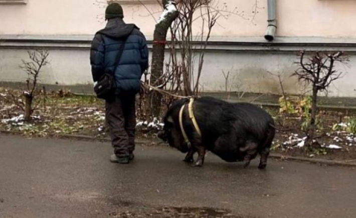 В Киеве мужчина выгуливал на поводке огромную свинью: фото