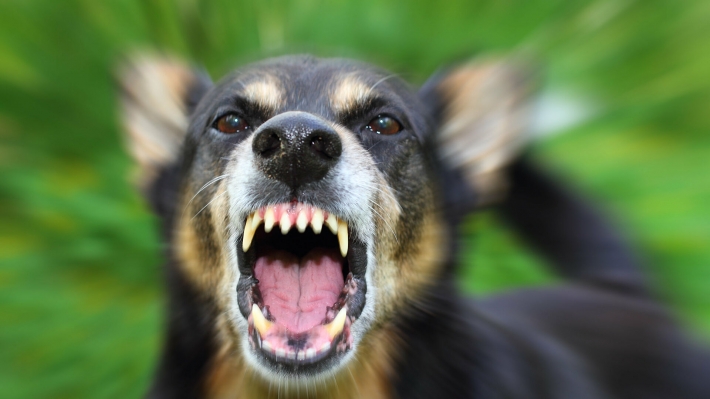 В Кирилловке бродячие собаки нападают на людей