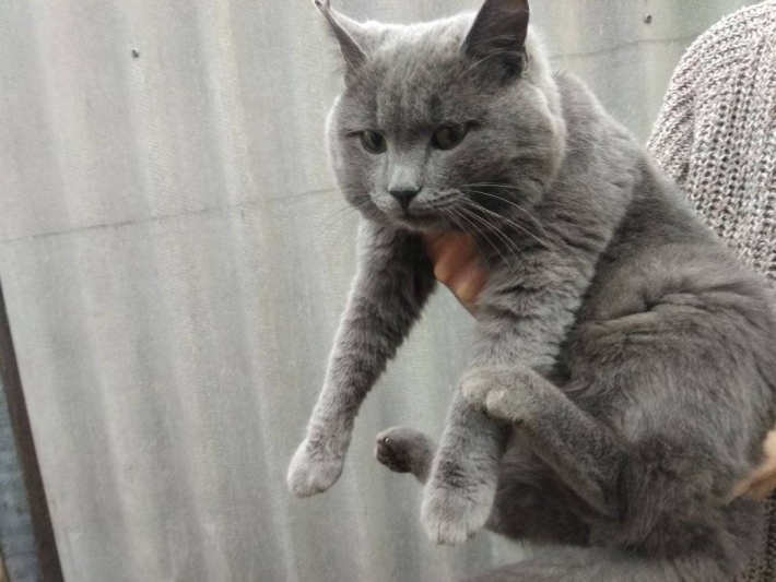 В Мелитополе породистый кот выживает на улице - его бросили (фото)