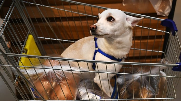В Мелитополе покупатели повздорили в супермаркете из-за собаки