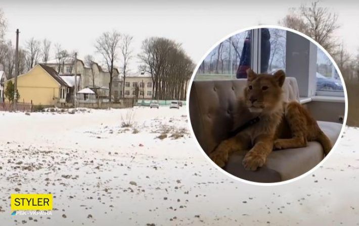 На Прикарпатье жителей села терроризирует лев, который сбегает от хозяина (видео)
