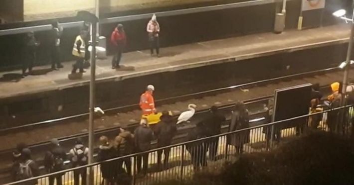 В Лондоне лебедь на полтора часа парализовал работу метро: видео
