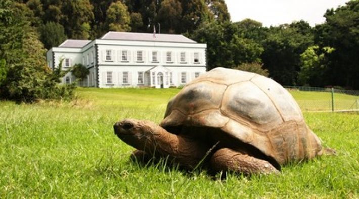Самой старой черепахе в мире исполнилось 190 лет - как выглядит рептилия-долгожитель (фото)