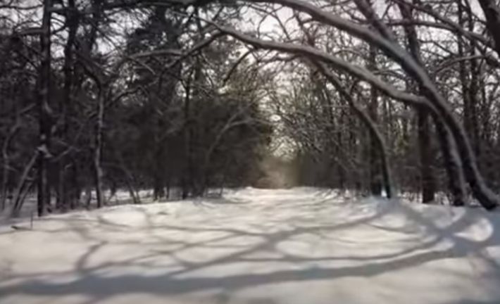 Как в сказке - заснеженный лес под Мелитополем показали в сети (видео)