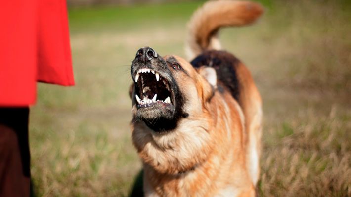 Жители Кирилловки вынуждены отбиваться палками от бродячих собак
