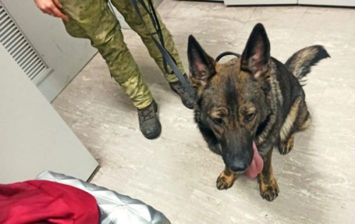 В Борисполе служебная собака обнаружила в чемоданах наркотические таблетки
