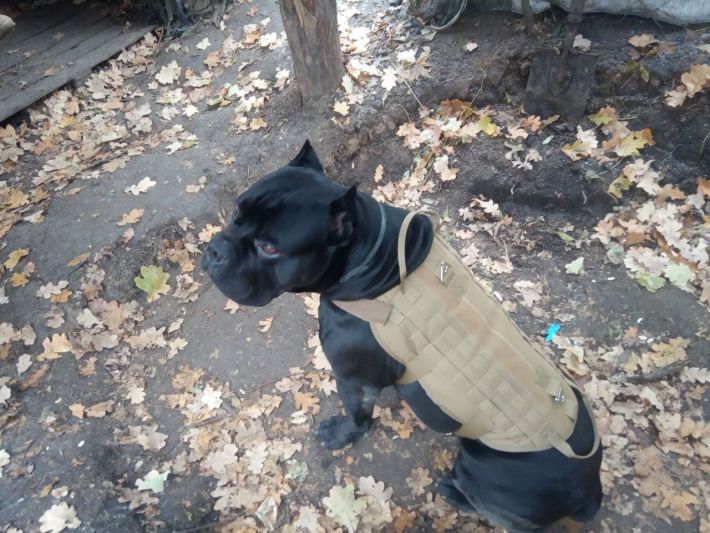 Не захотел оставаться в плену: фото и необычная история украинского пса-разведчика