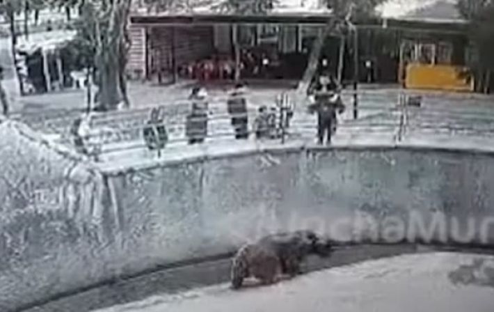 Появилось видео, как в Ташкенте мать бросает дочь в вольер к медведю (видео)