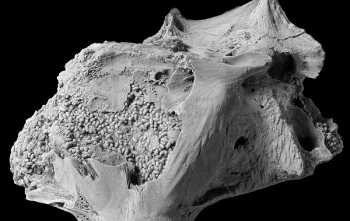 Ученые нашли череп ископаемой рыбы, набитый фекалиями