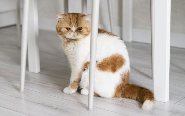 Ученые выяснили, почему коты уходят из дома перед смертью