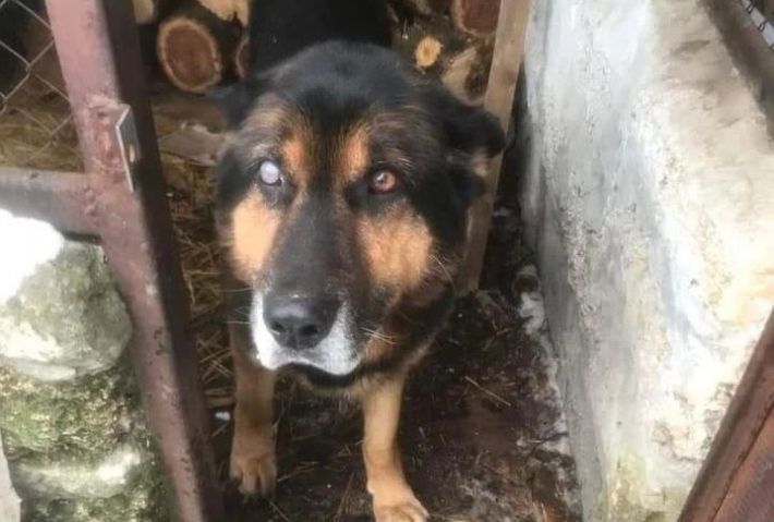 В Мелитополе в посадке нашли раненного пса - разыскивают хозяина (фото)