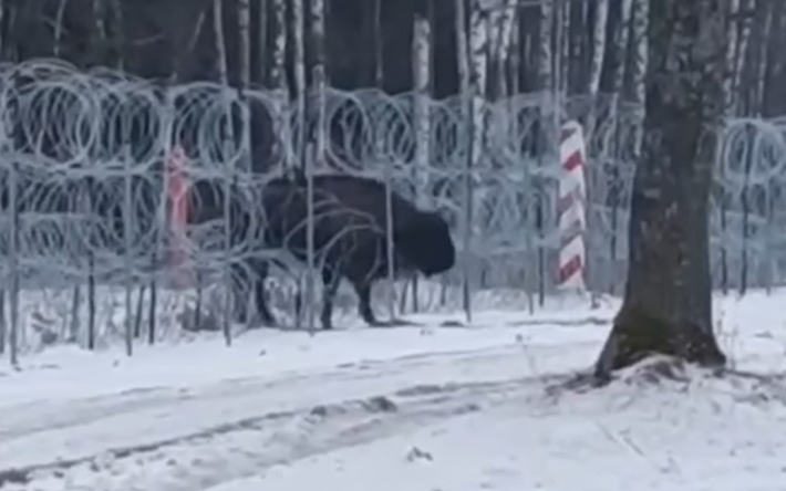 Зубриха "Манька" прошла через ограждение на границе, чтобы попасть из Беларуси в Польшу: видео
