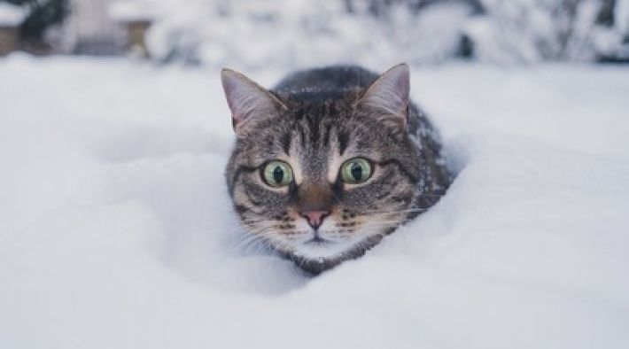 Домашним котам впервые показали снег - такого холодного "песка" они еще не видели