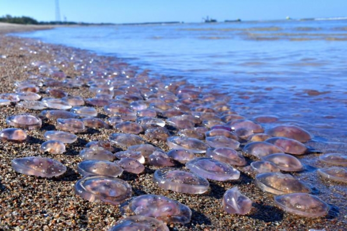 Что будет, если пустить в Азовское море воду из Каховского водохранилища - ученый дал ответ по медузам