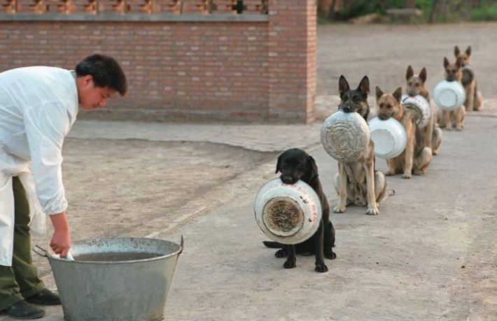 Курьезы. В Мелитополе собаки сидят в очереди за колбасой (видео)