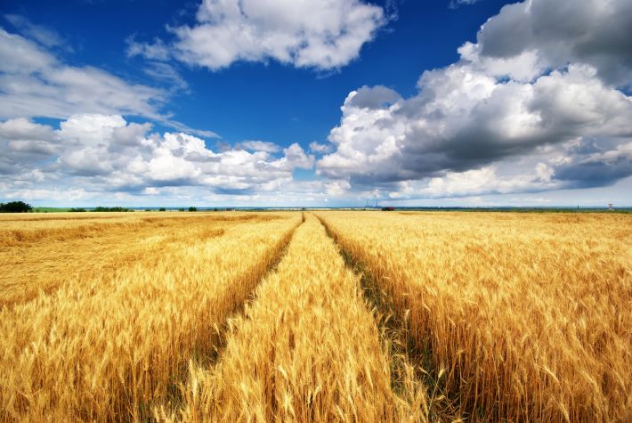 Директор агрофирмы в Мелитопольском районе рассказал, почему больших урожаев в этом году ждать не стоит