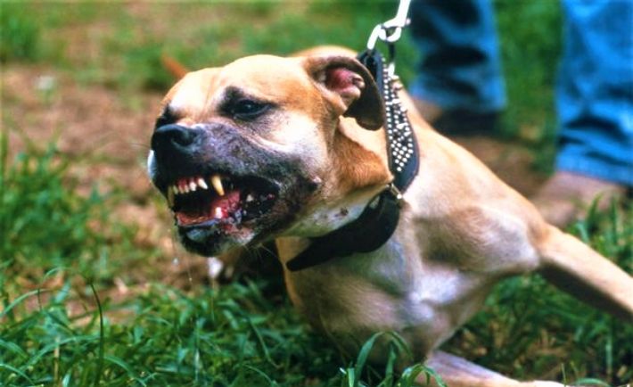 В Мелитополе живодёр натравливает бойцовского пса на дворовых собак (фото)