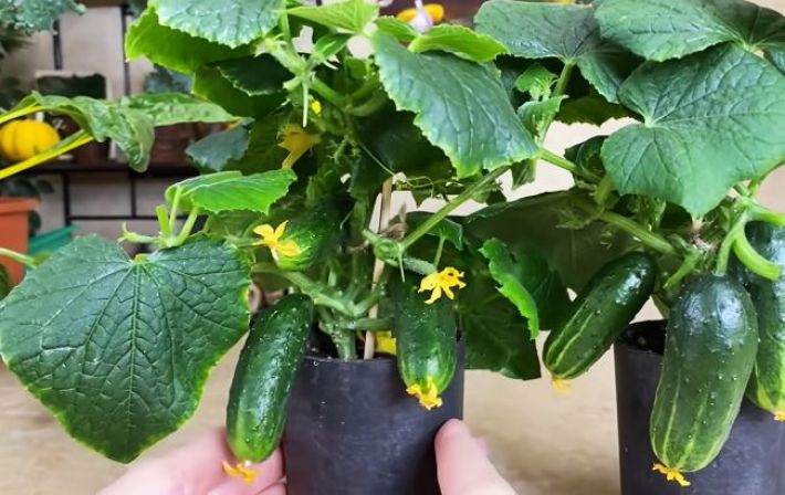 Вырастить огурцы дома и собирать урожай - это реально (видео)