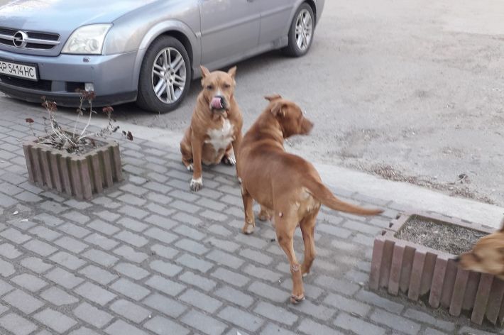 В Мелитополе появились собаки-путешественницы, которые катаются в маршрутке (видео)