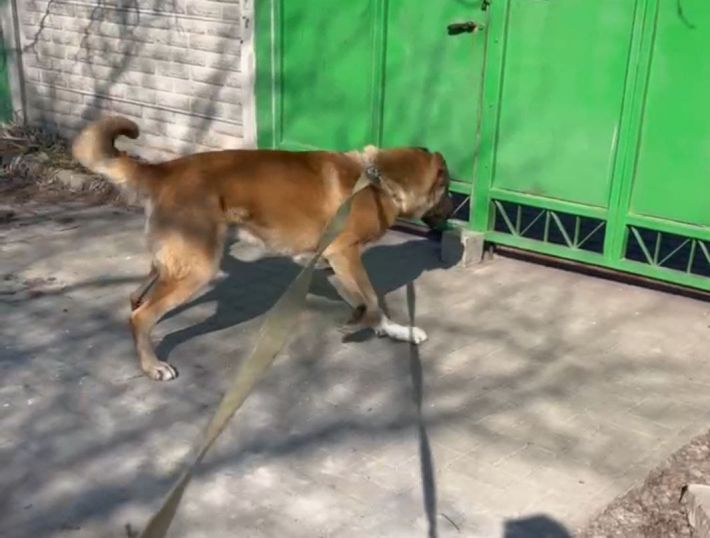 В Запорожье мужчина привязал к движущемуся авто собаку (видео 18+)
