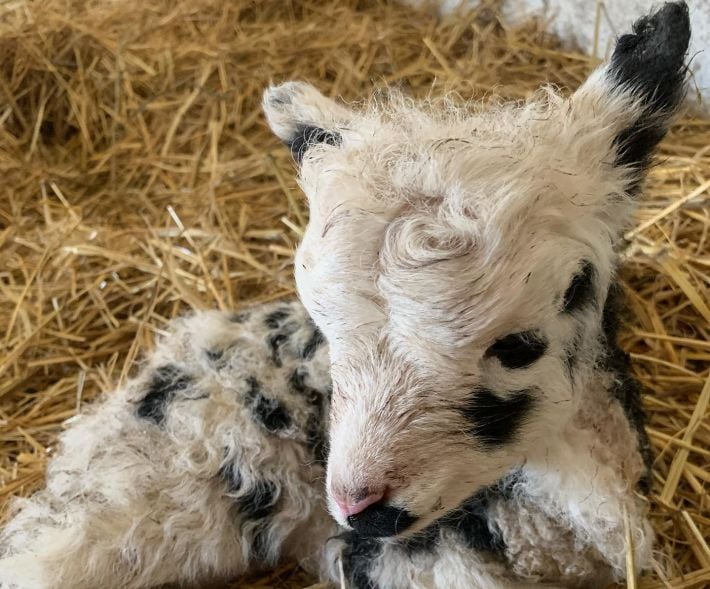 В мелитопольском зоопарке родился малыш редкой четырехрогой овцы