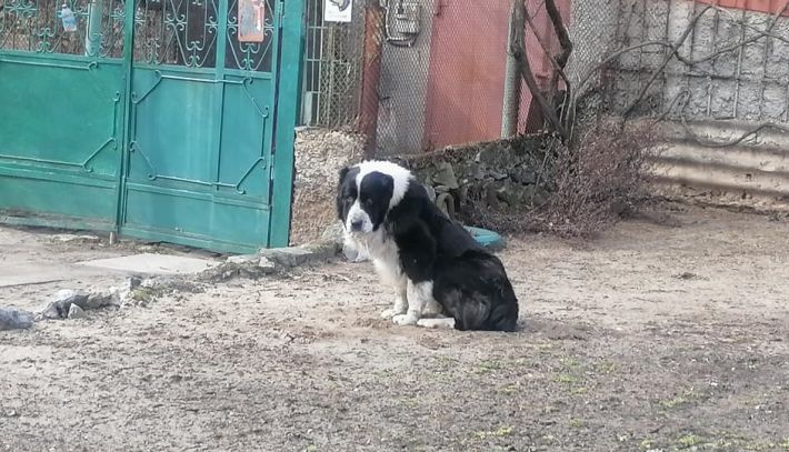 В Мелитополе в частном секторе потерялся огромный пес (фото)