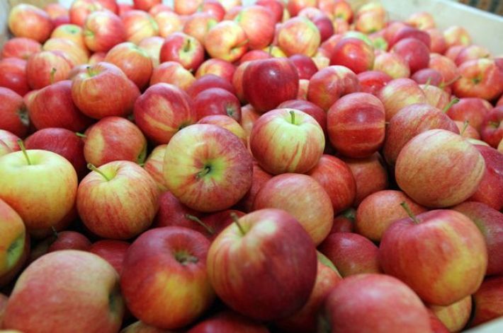 В Мелитополе бесплатно раздадут яблоки