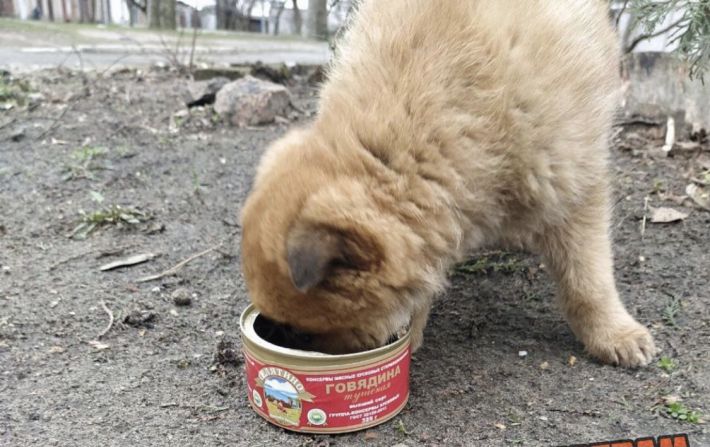 Достойное применение - в Мелитополе гуманитаркой РФ кормят кошек и собак