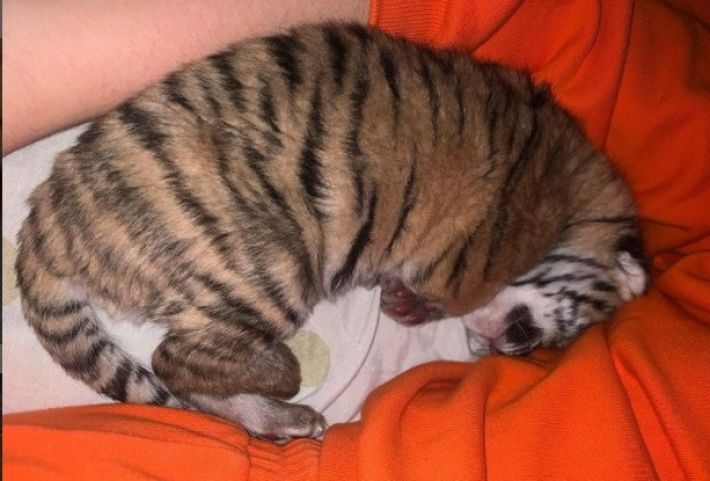 В первый день войны в мелитопольском зоопарке родился тигренок - как назвали