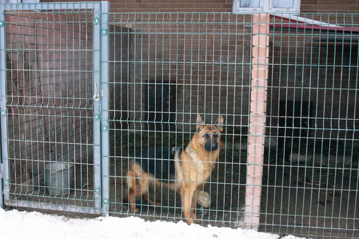 В Мелитополе с территории части Нацгвардии оккупанты выпустили служебных собак