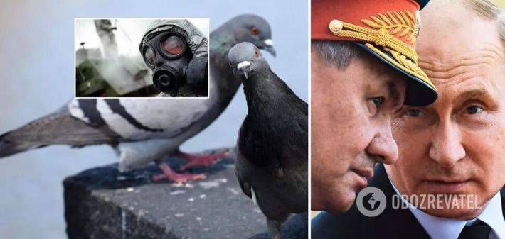 Россияне призвали не кормить голубей: разносят заразу из американских лабораторий в Украине (Фото)