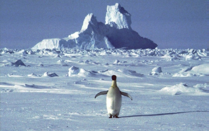 В Антарктиде температура почти на 40 градусов выше нормы