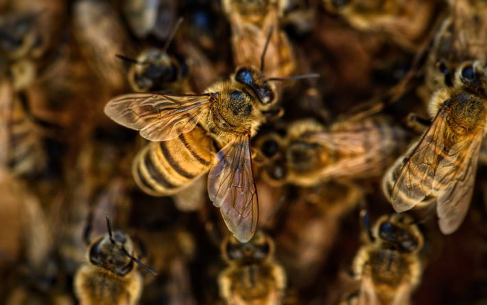 В Херсонской области украинские пчелы покусали оккупантов. Трех – до смерти