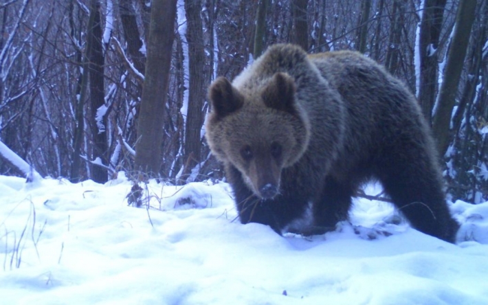 В лагерь украинских беженцев в Словакии наведался медведь