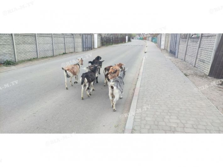 Курьёзы: на улицах оккупированного Мелитополя пасутся козы
