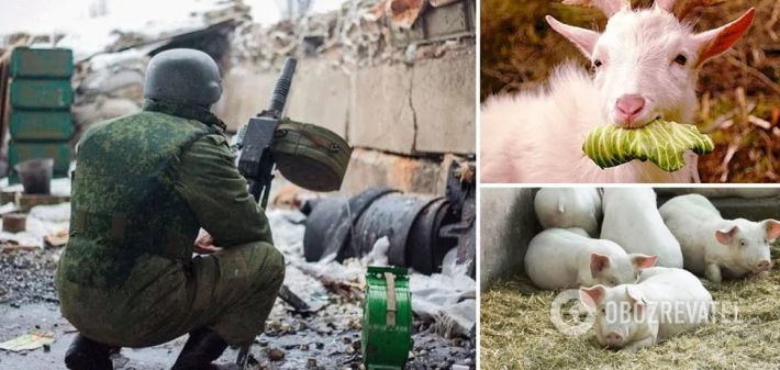 Под Харьковом оккупанты украли запасы еды у животных из экопарка