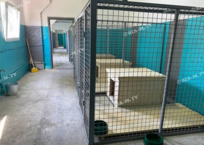 В Мелитополе больше не будут стерилизовать бездомных собак