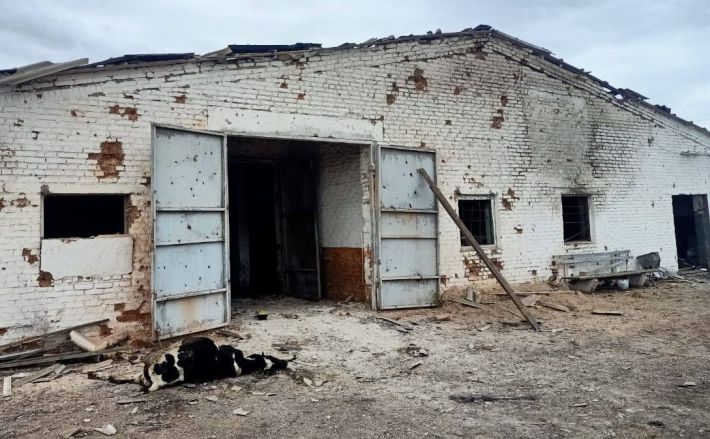 В Запорожской области авиаудар разрушил фермерское хозяйство и убил животных (фото)