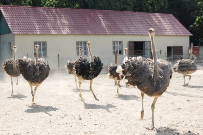Мелитопольцев просят помочь обитателям страусиной фермы