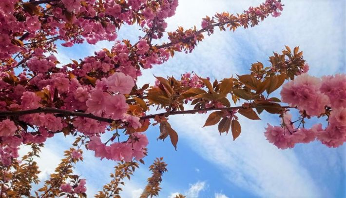 Жизнь побеждает - в Запорожье цветет сакура (фото)