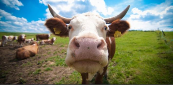 Мелитопольский район рискует остаться без молока – скот вырезают