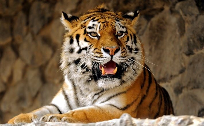 В Мелитополе в зоопарке вывели "новый вид тигров" (видео)