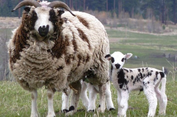 В Мелитополе овечек древнейшей породы записали на стрижку к виртуозу-парикмахеру (видео)